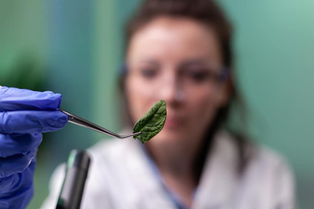 A Dependencia Quimica Se Enquadra a Maconha 1